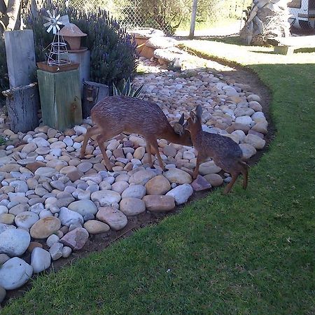 Grysbok Self Catering Accommodation Oudtshoorn Ngoại thất bức ảnh