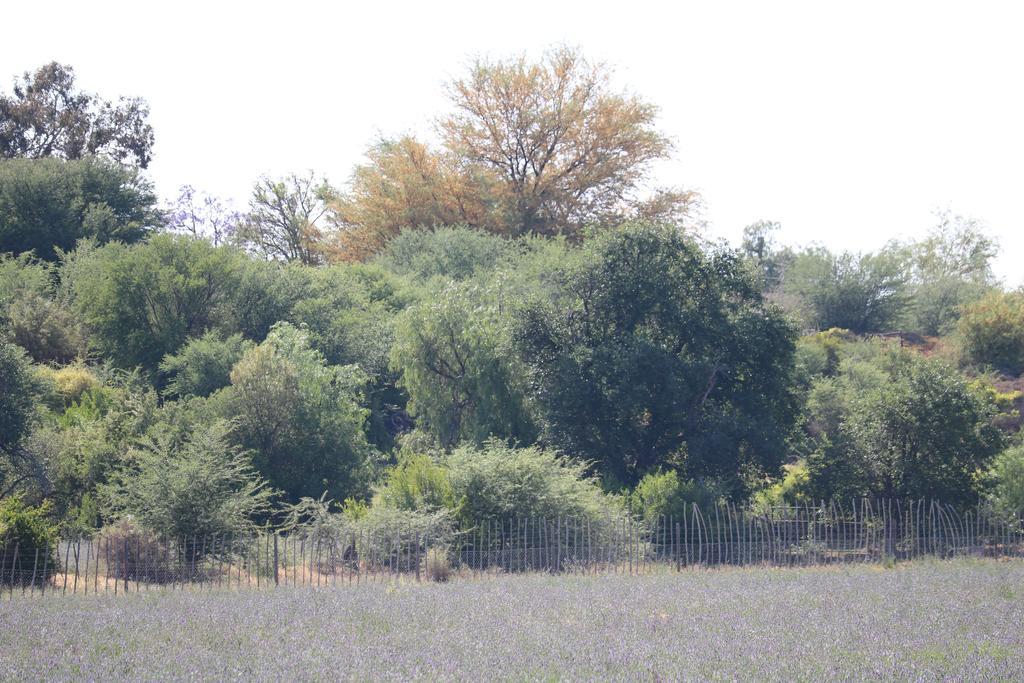 Grysbok Self Catering Accommodation Oudtshoorn Ngoại thất bức ảnh