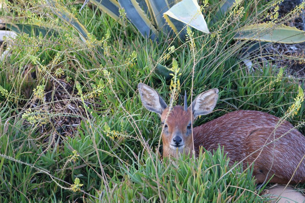 Grysbok Self Catering Accommodation Oudtshoorn Ngoại thất bức ảnh
