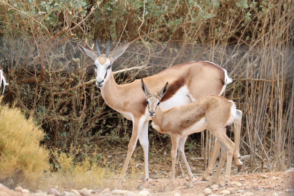 Grysbok Self Catering Accommodation Oudtshoorn Ngoại thất bức ảnh