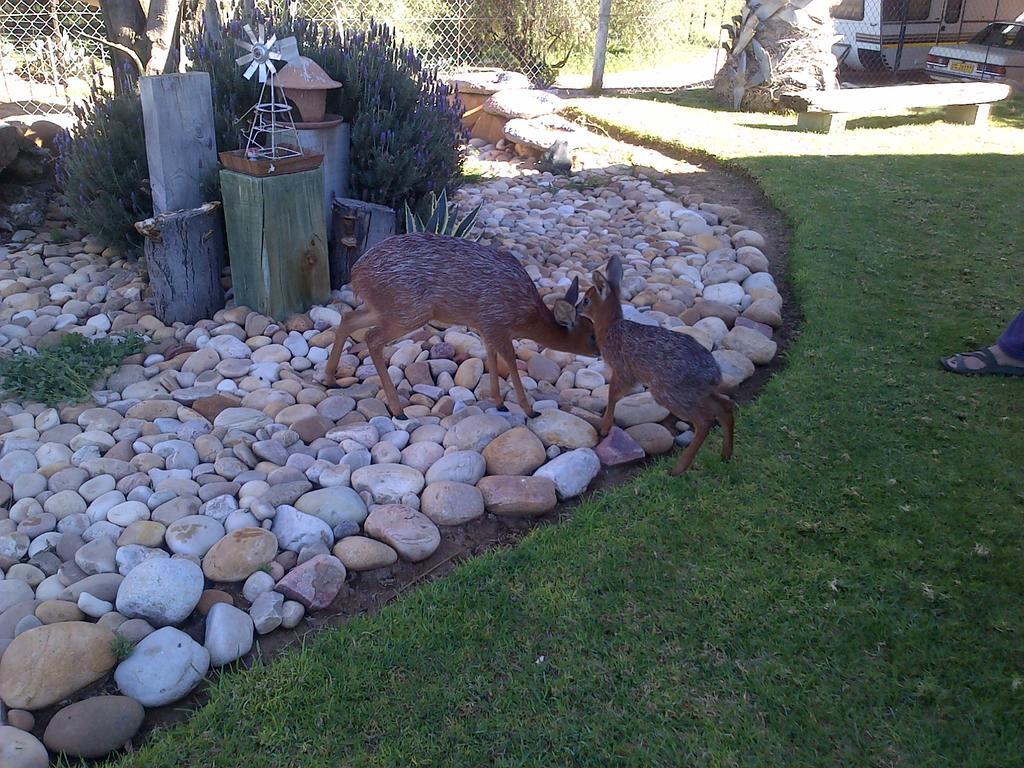 Grysbok Self Catering Accommodation Oudtshoorn Ngoại thất bức ảnh